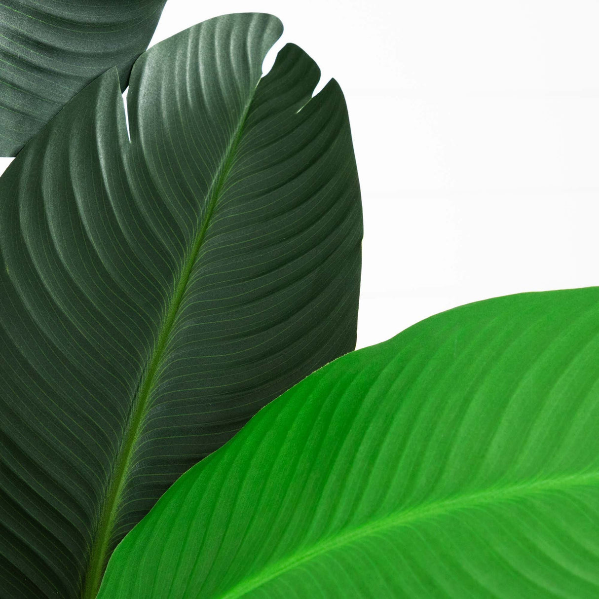 10’ Artificial Travelers Palm Tree-Tree-Parc Decor