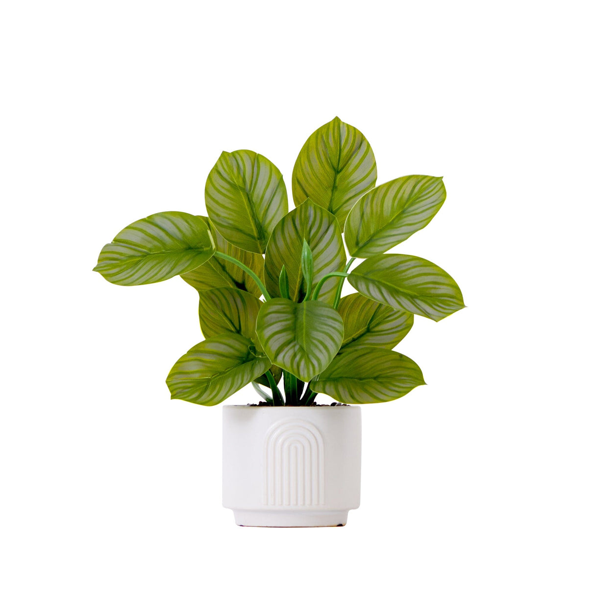 12" Artificial Calathea Plant with Decorative Planter-Plant in Planter-Parc Decor