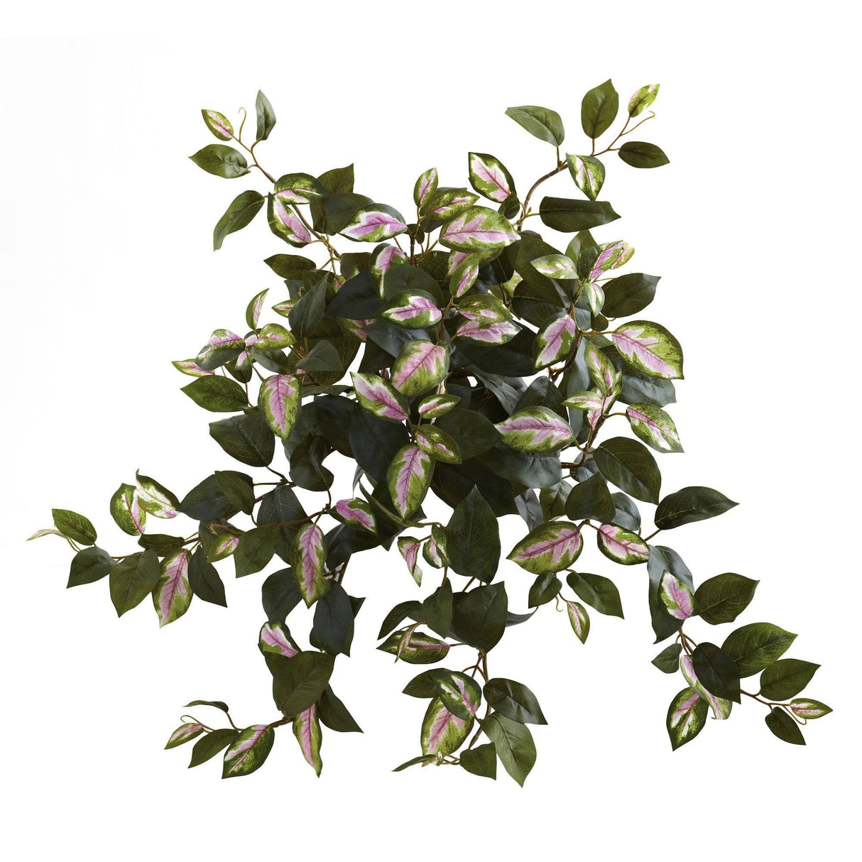 21” Hoya Hanging Bush (Set of 4)-Plant-Parc Decor