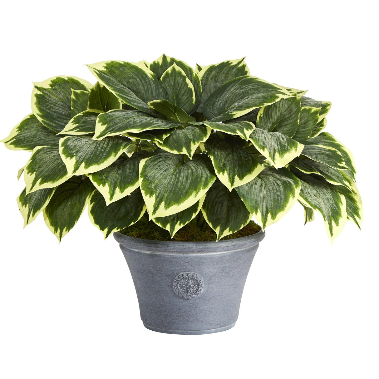 23” Variegated Hosta Artificial Plant in Gray Planter-Parc Decor