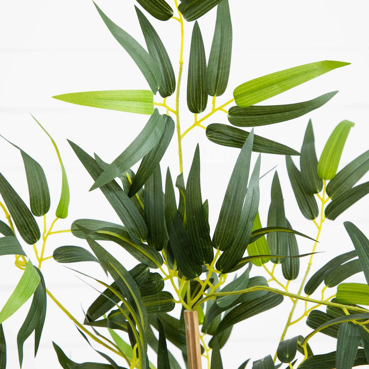 3' Multi Bambusa Bamboo Silk Tree-Parc Decor