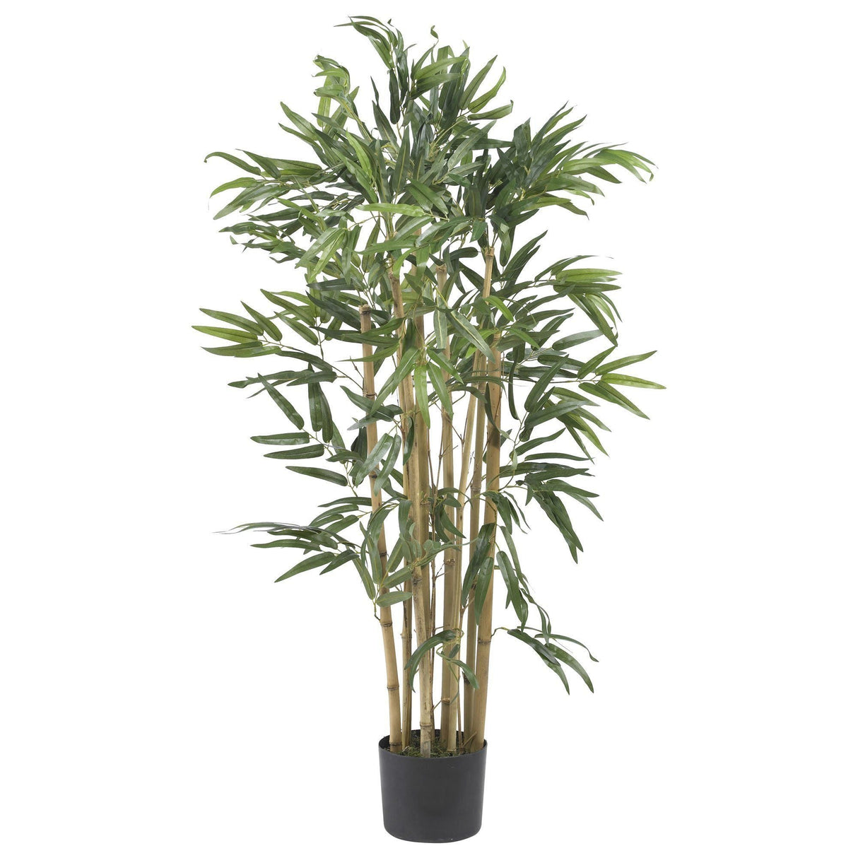 3' Multi Bambusa Bamboo Silk Tree-Parc Decor