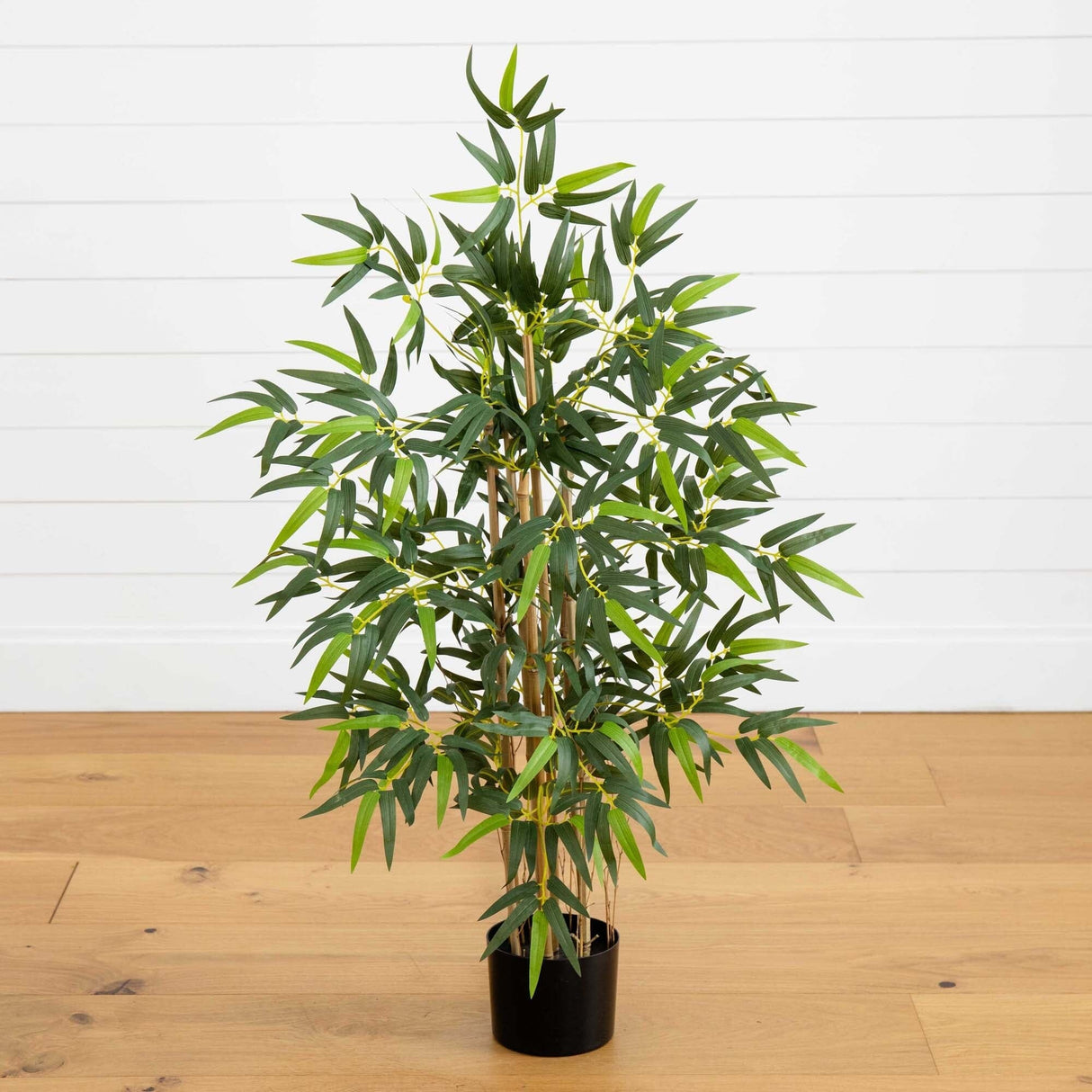 3' Multi Bambusa Bamboo Silk Tree-Parc Decor