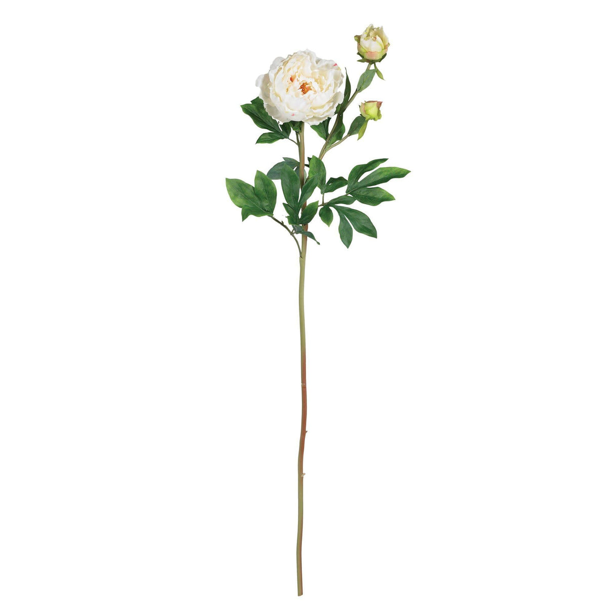 38.5" Peony w/Leaves Stem (Set of 12)"-Stem-Parc Decor