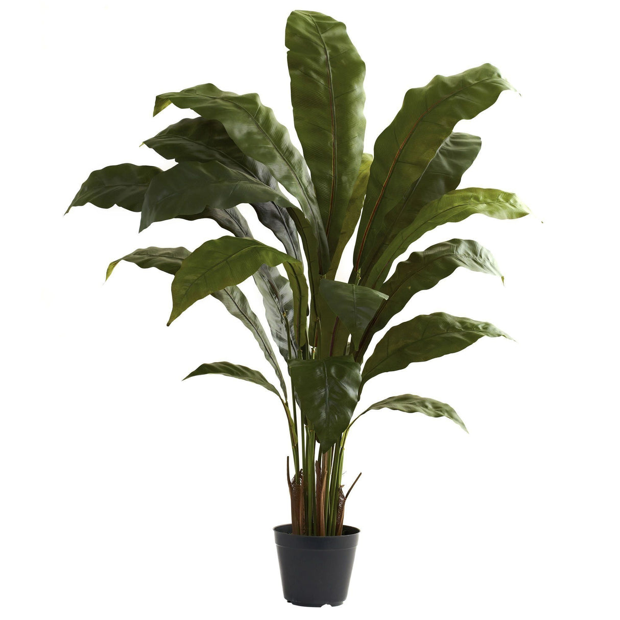3.5’ Birdsnest Plant-Parc Decor