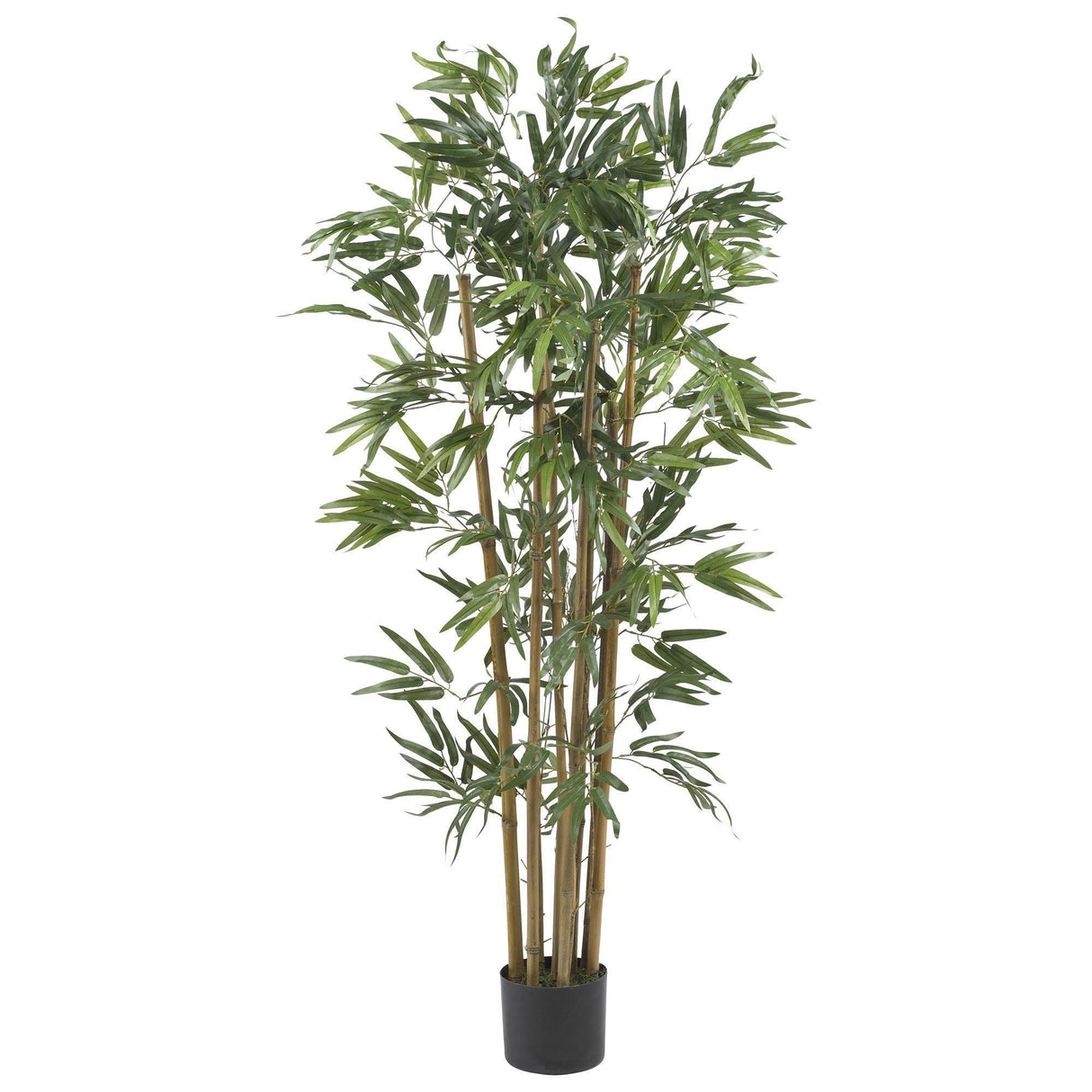 4' Multi Bambusa Bamboo Silk Tree-Parc Decor