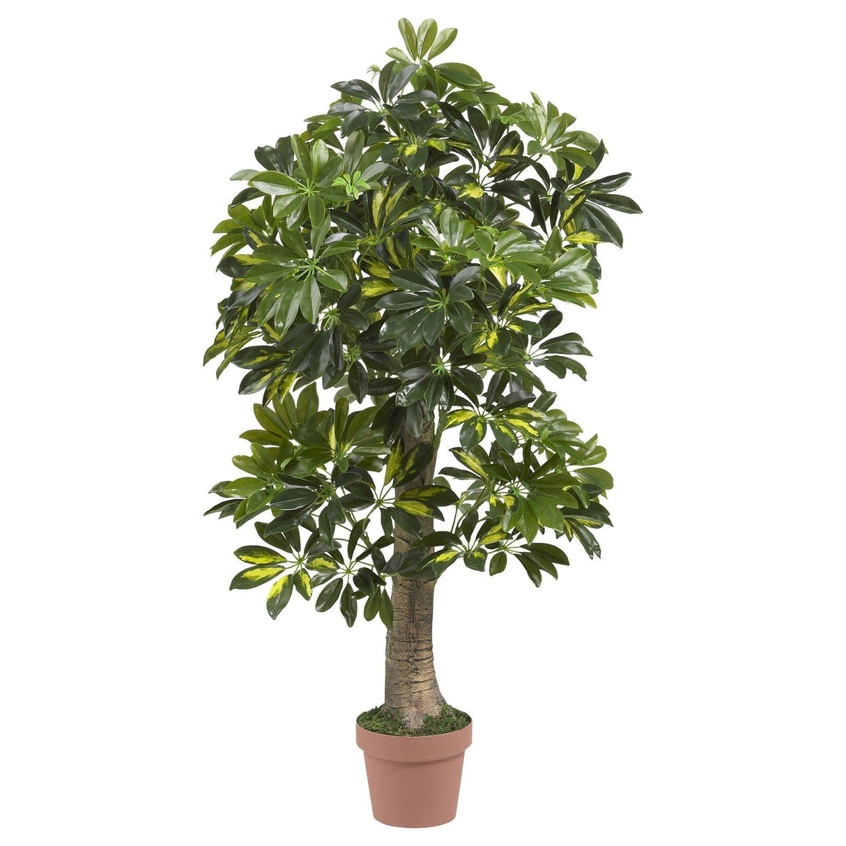 4’ Schefflera Silk Tree (Real Touch)-Parc Decor