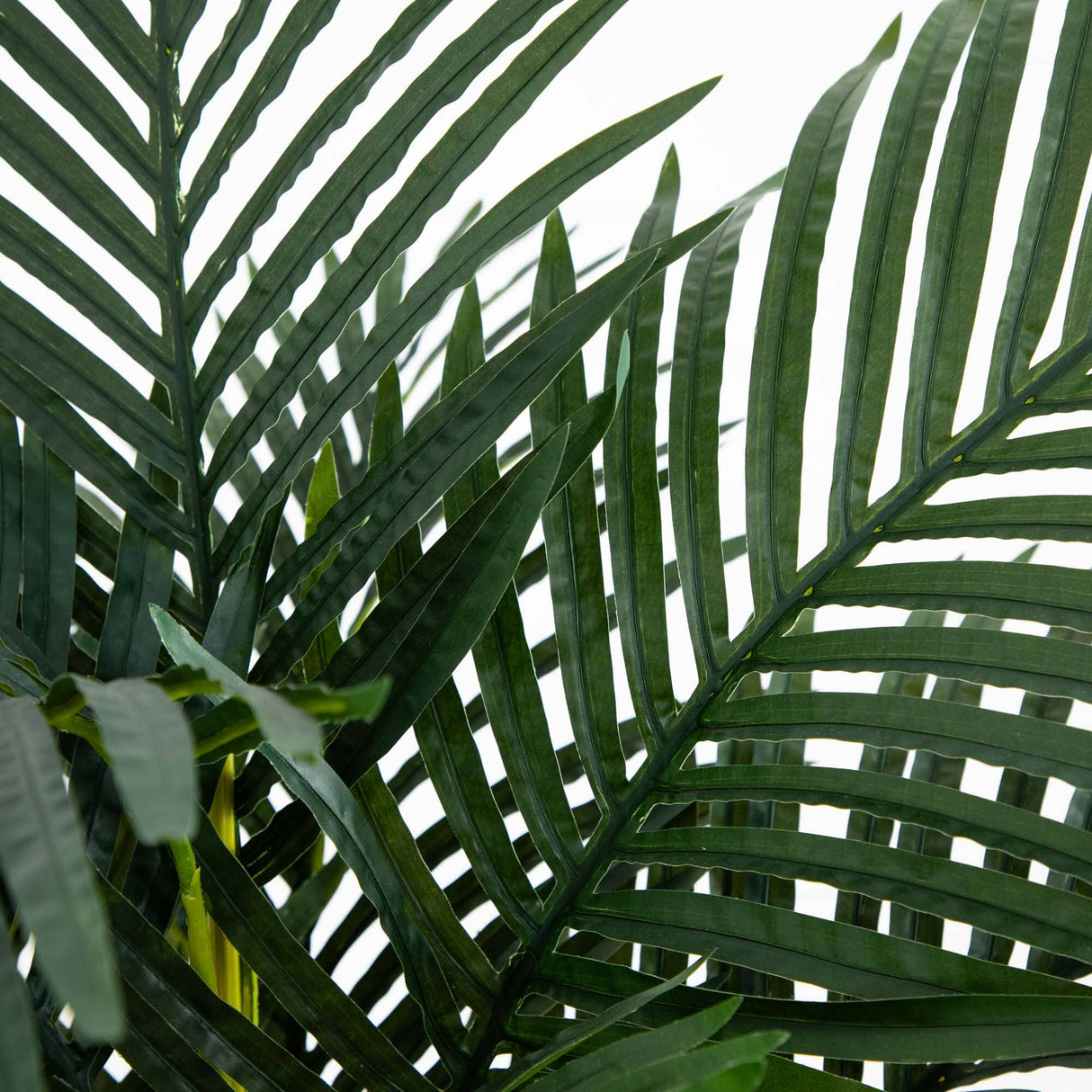 4’ Golden Cane Palm Tree-Tree-Parc Decor