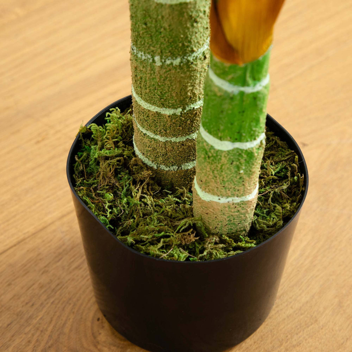 4’ Golden Cane Palm Tree-Tree-Parc Decor