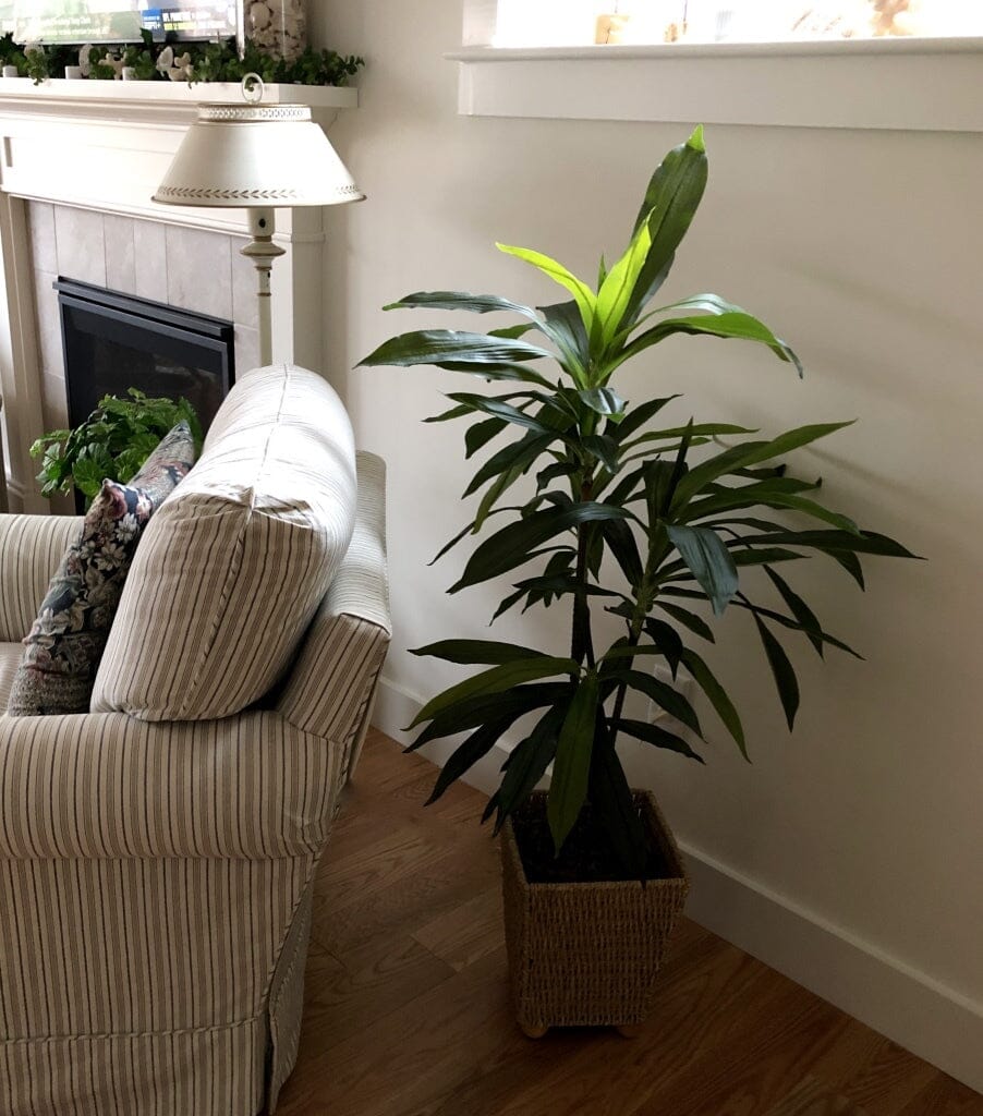 48" Dracaena Silk Plant (Real Touch)-Parc Decor