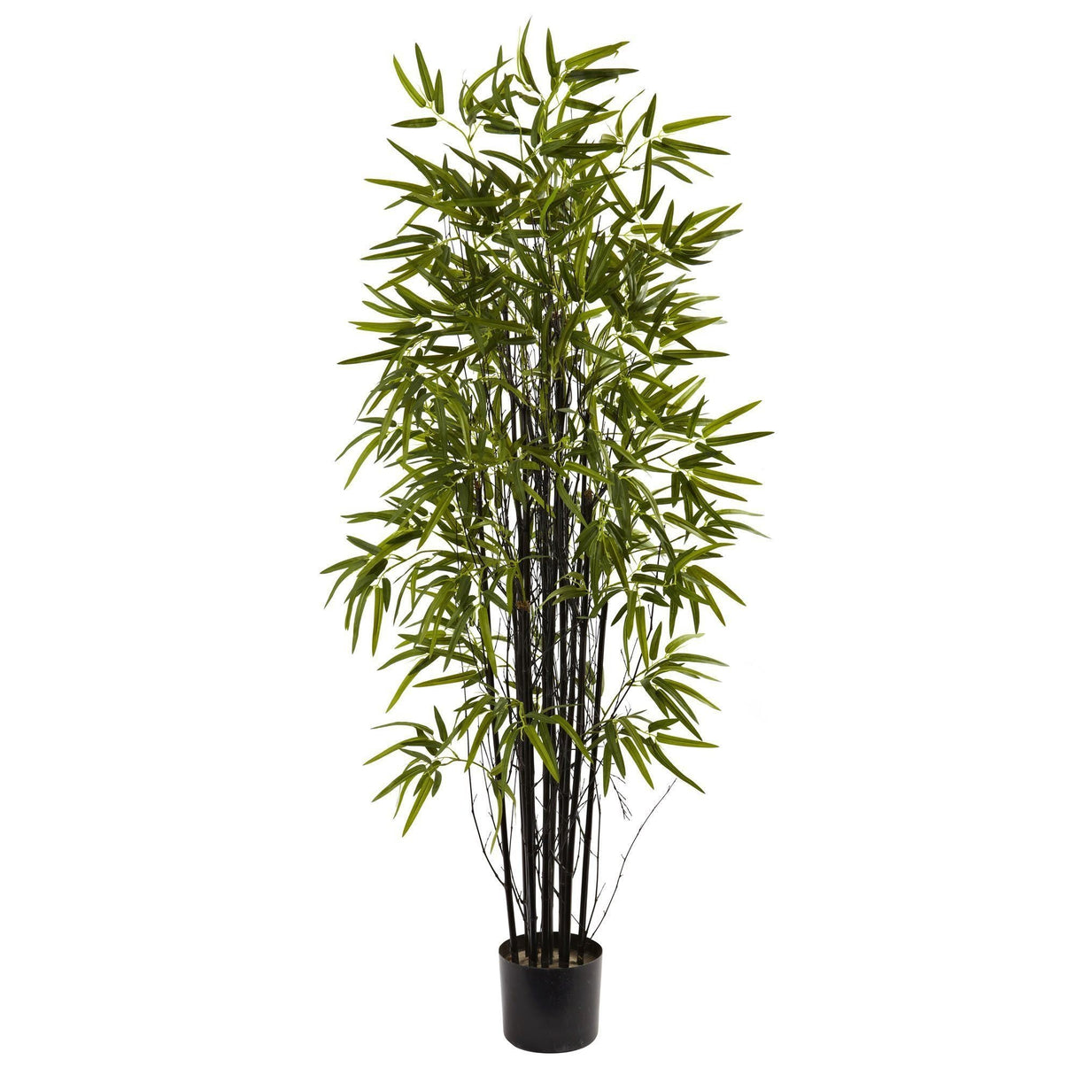 5’ Black Bamboo Tree-Parc Decor
