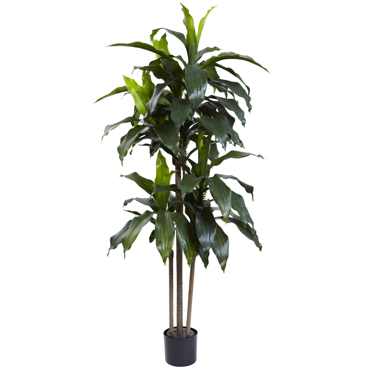 5’ Dracaena Plant UV Resistant (Indoor/Outdoor)-Parc Decor