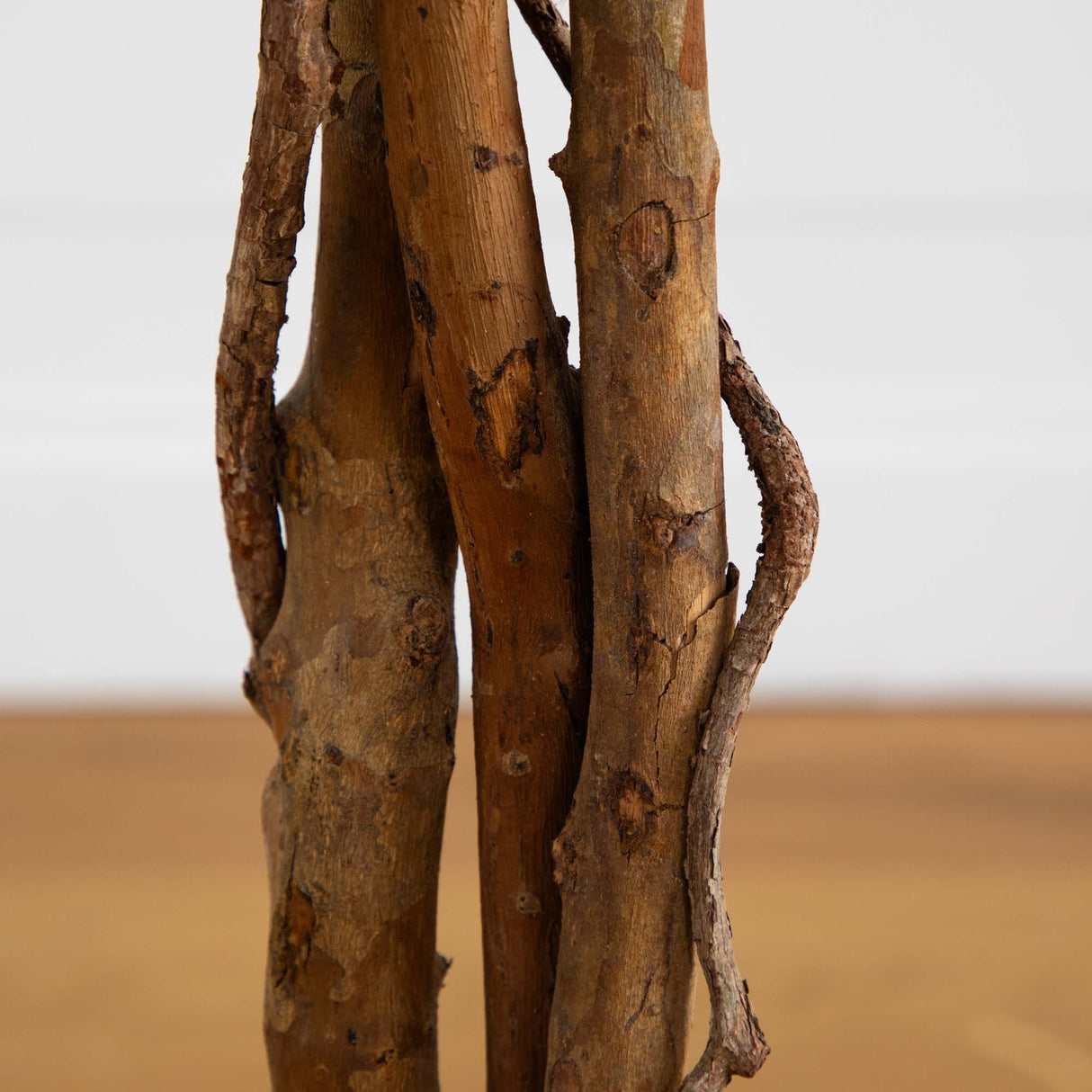 5' Ficus Silk Tree-Parc Decor