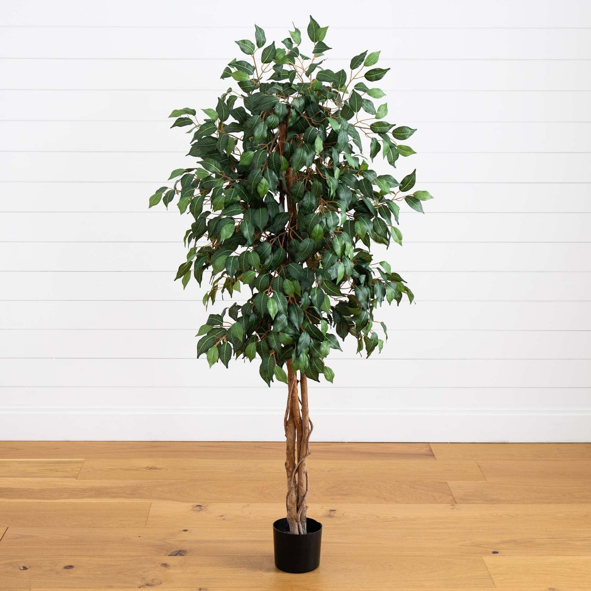 5' Ficus Silk Tree-Parc Decor