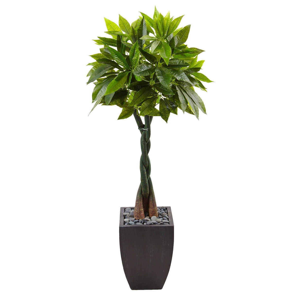 5’ Money Tree in Black Square Planter-Parc Decor