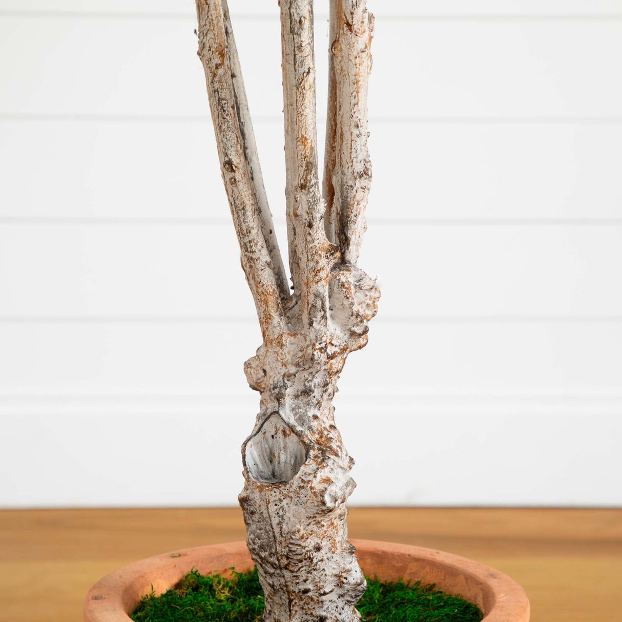 5’ Olive Tree in Terracotta Planter-Parc Decor