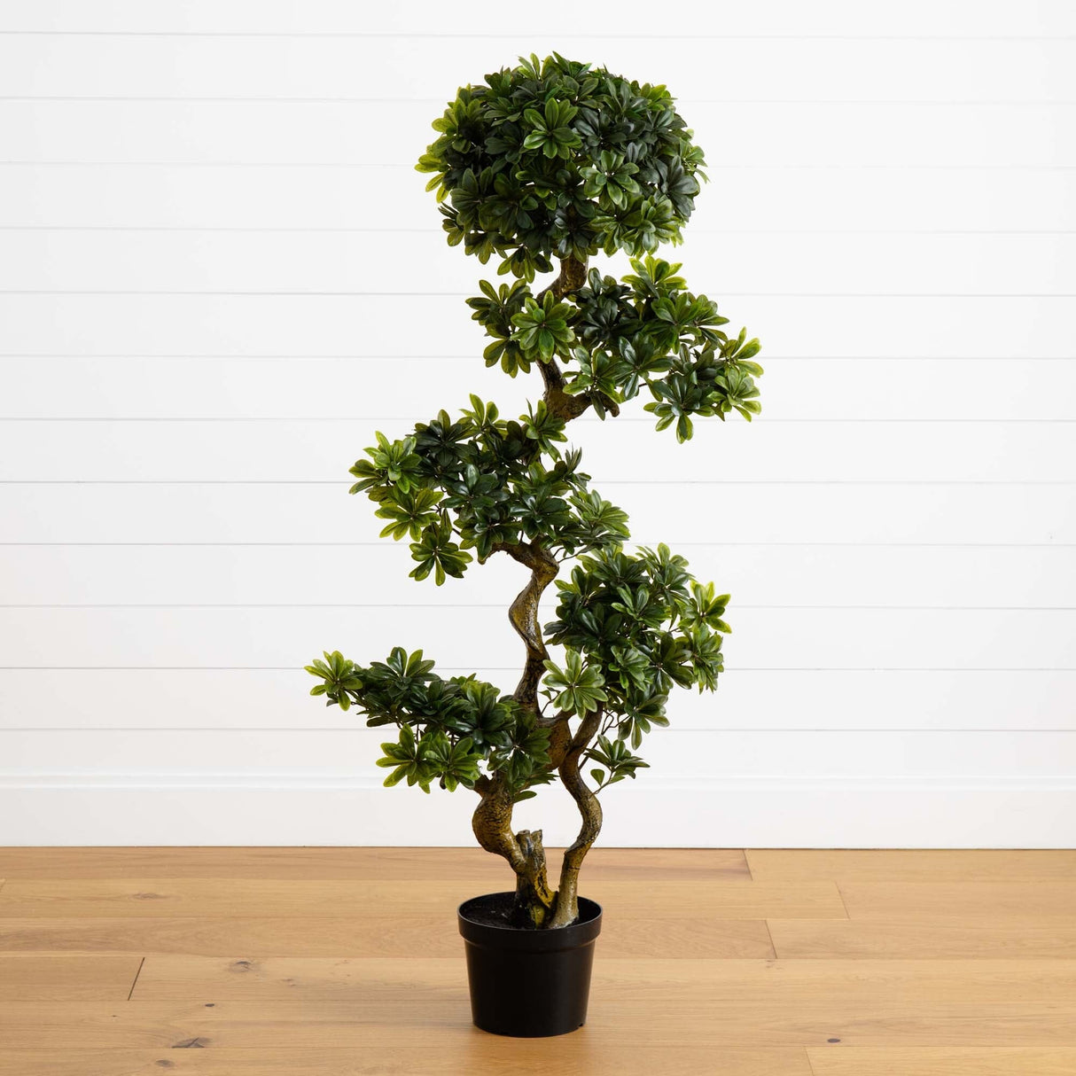 5' Pittispourm UV Resistant (Indoor/Outdoor)-Parc Decor