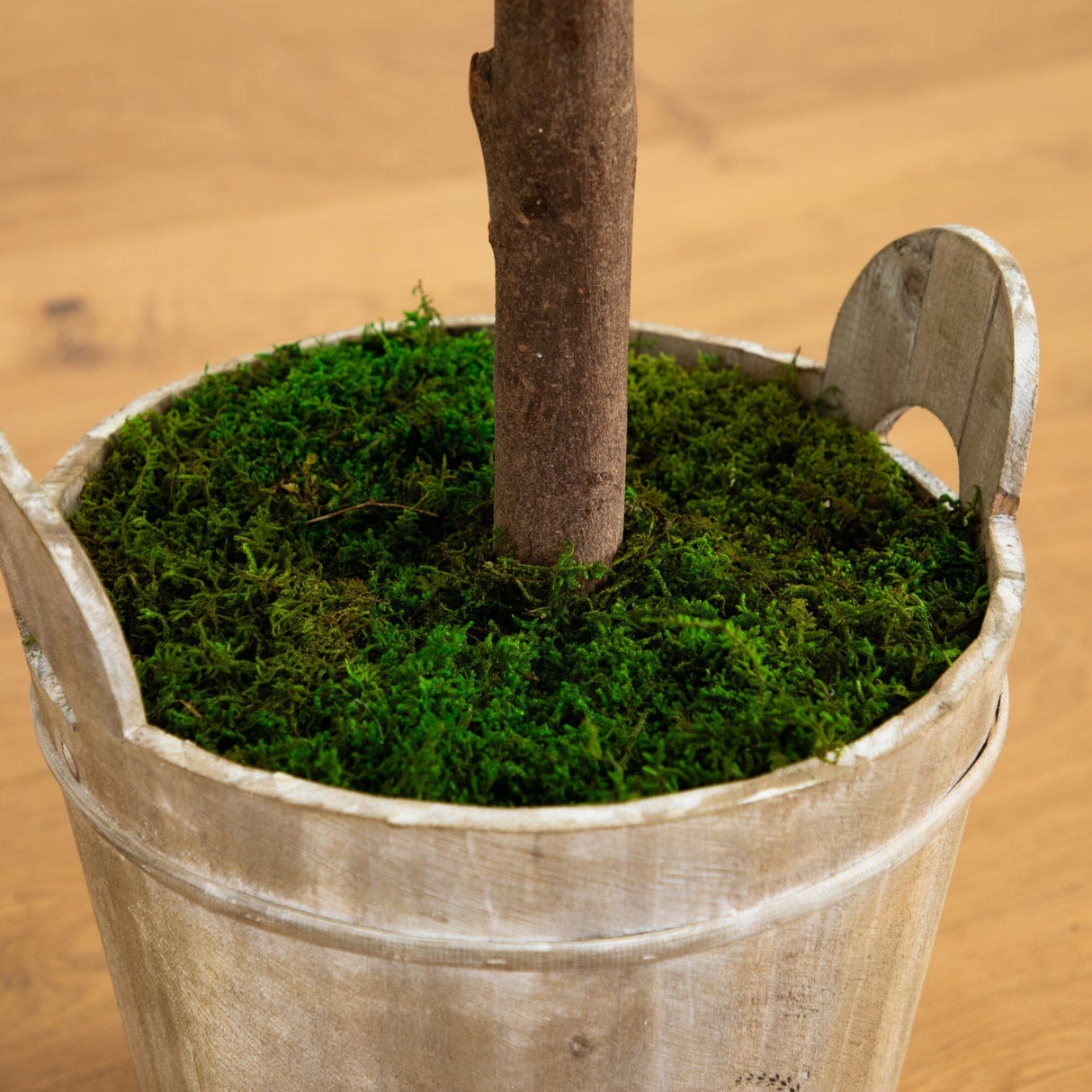 5’ Olive Tree in Farmhouse Planter-Tree-Parc Decor