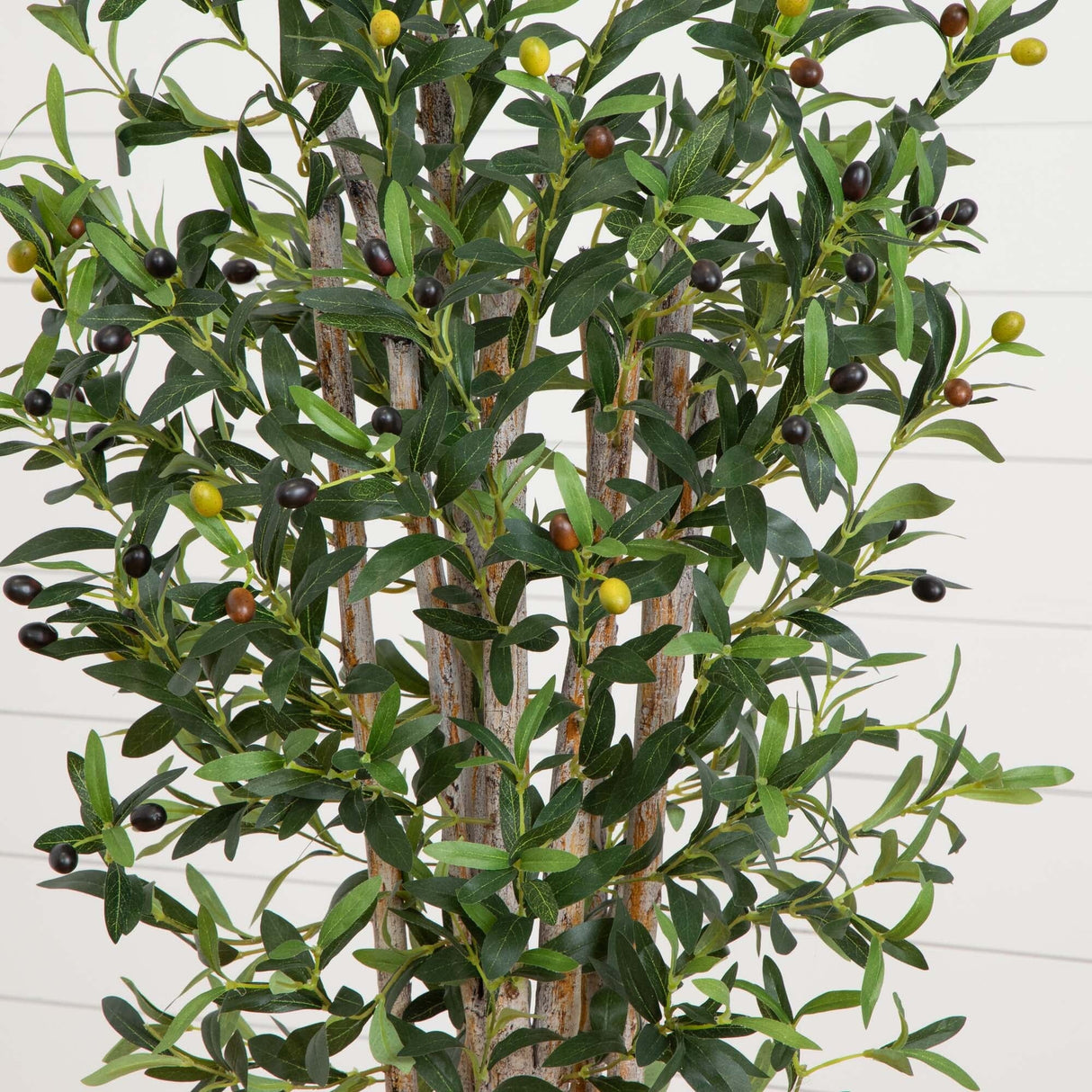 5’ Olive Tree in White Oval Planter-Tree-Parc Decor