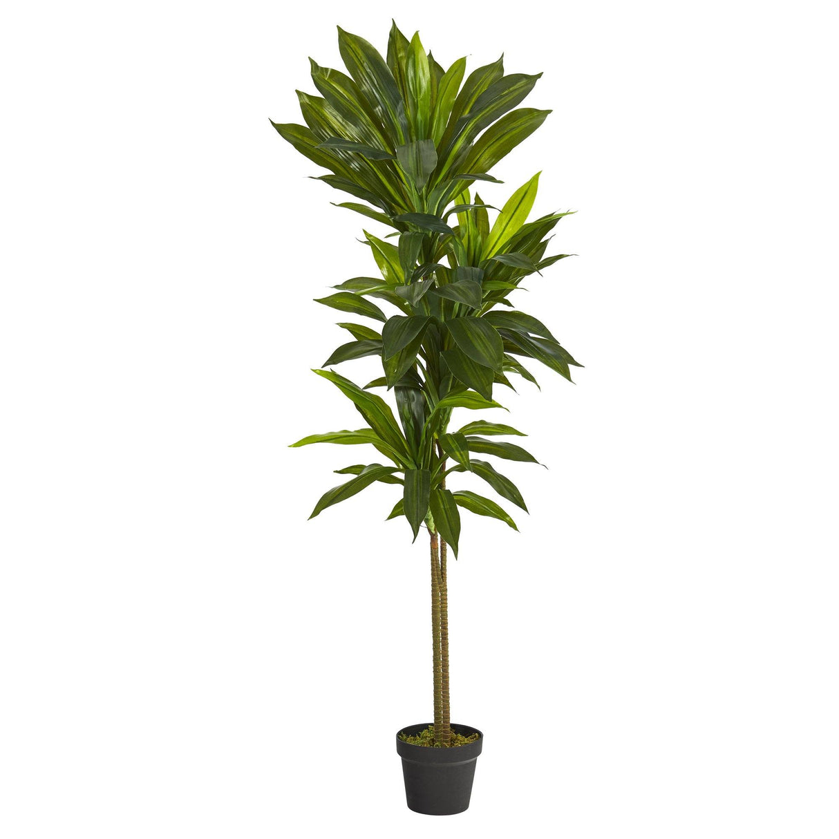 56” Dracaena Artificial Plant (Real Touch)-Parc Decor