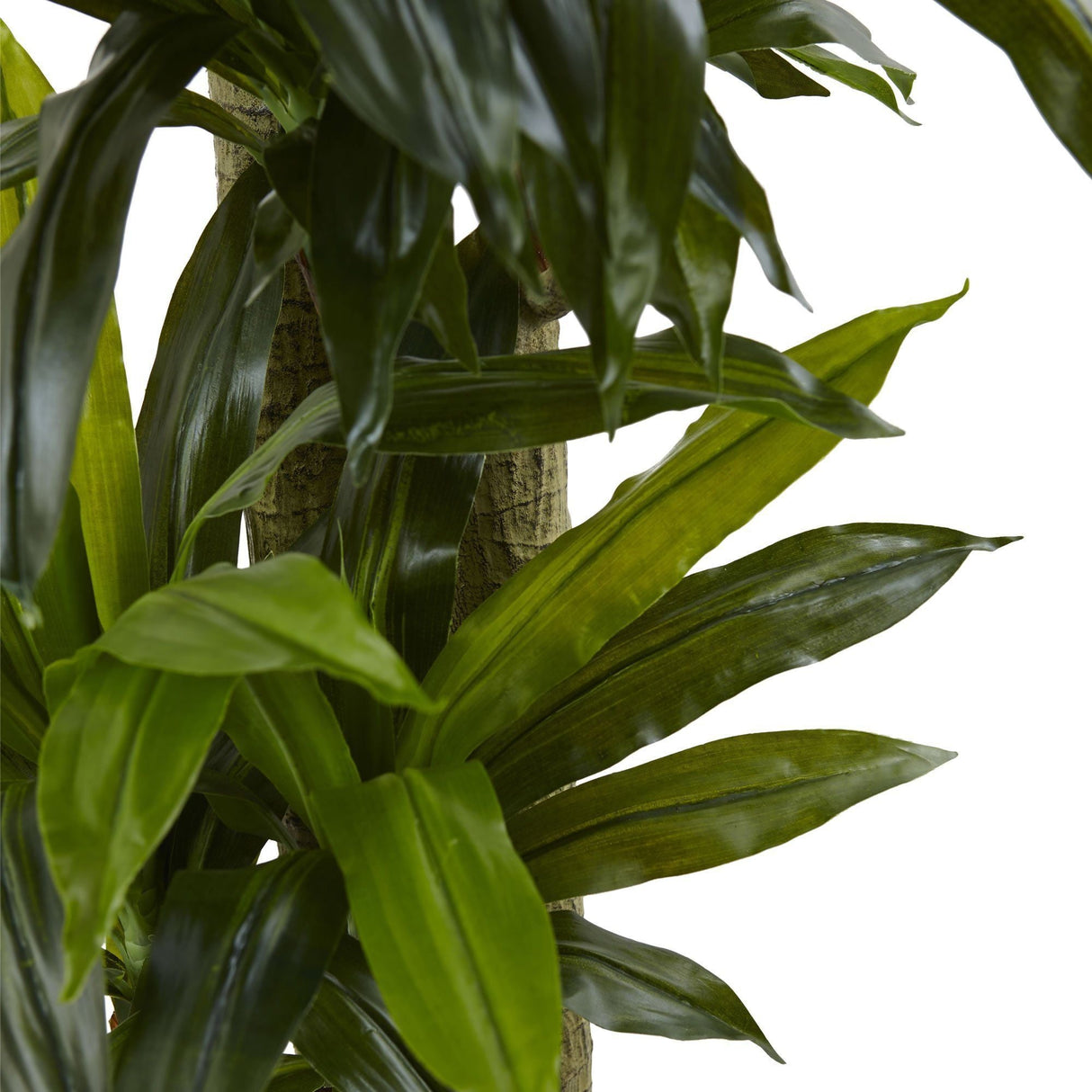 5.5’ Corn Stalk Dracaena with Black Wash Planter-Parc Decor