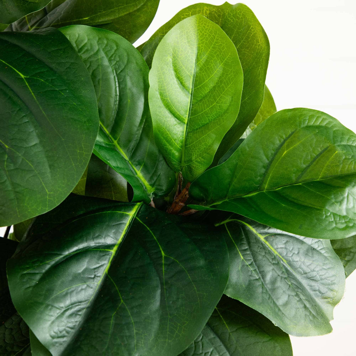 5.5’ Fiddle Leaf Artificial Tree in Black Planter (Real Touch)-Parc Decor