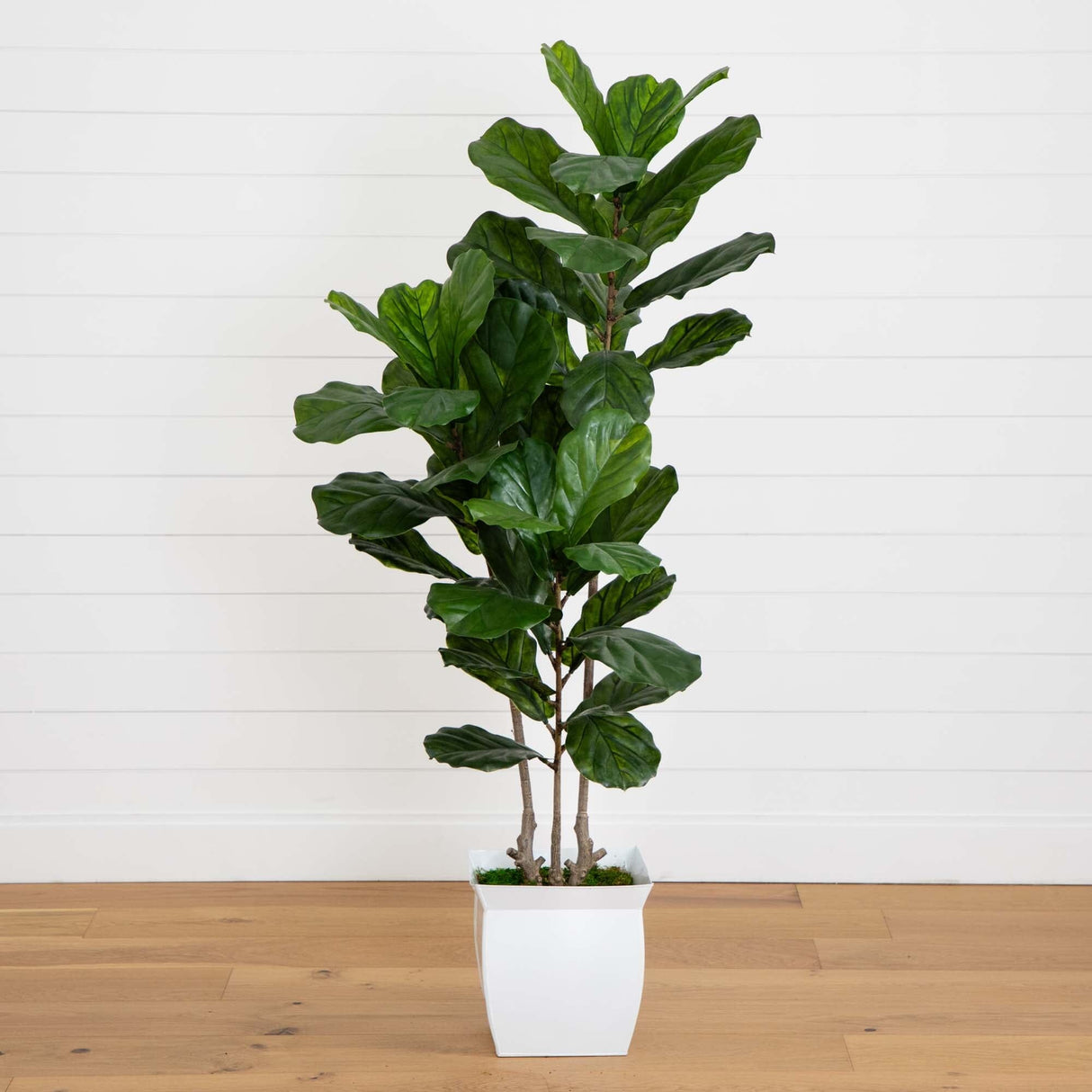 5.5’ Fiddle Leaf Artificial Tree in White Metal Planter(Indoor/Outdoor)-Parc Decor