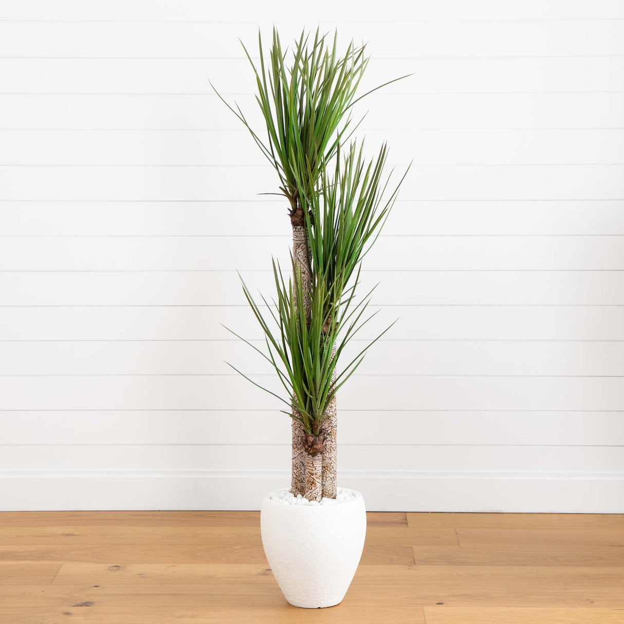 5.5’ Yucca Artificial Tree in White Planter-Parc Decor