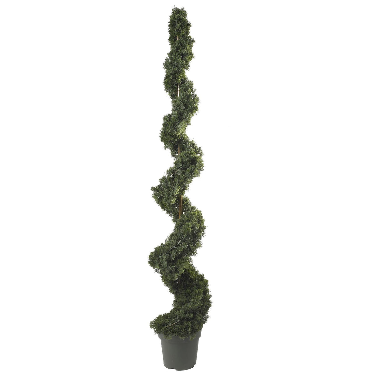 6' Cedar Spiral Silk Tree (In-door/Out-door)-Parc Decor