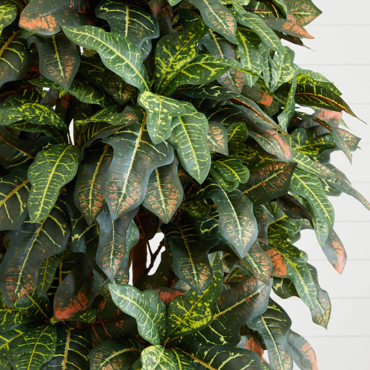 6' Croton Silk Tree-Parc Decor