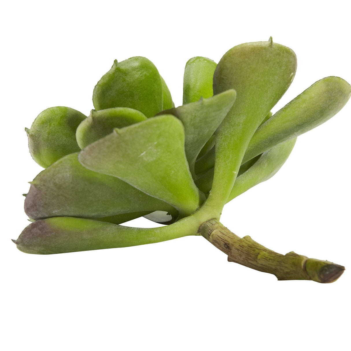 6” Echeveria Succulent (Set of 12)-Parc Decor