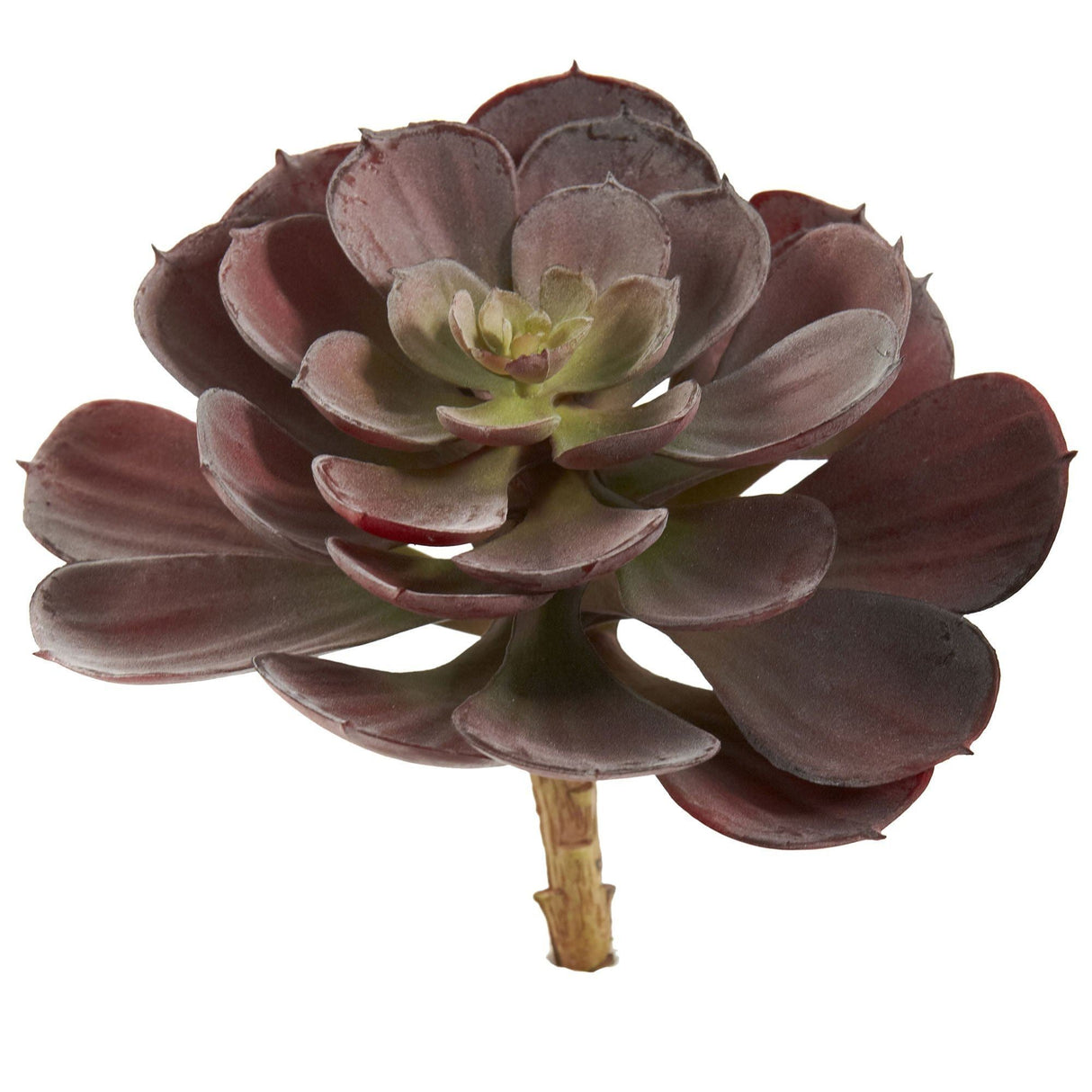 6” Echeveria Succulent (Set of 12)-Parc Decor