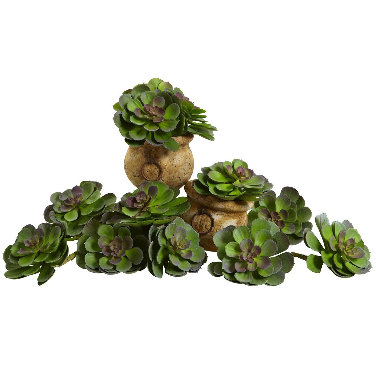 6” Echeveria Succulent (Set of 12)-Parc Decor