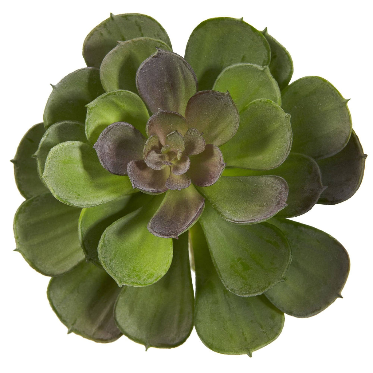 6” Echeveria Succulent (Set of 12)-Parc Decor