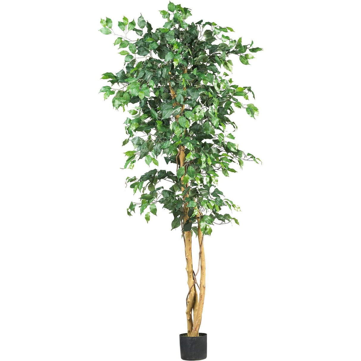 6' Ficus Silk Tree-Parc Decor