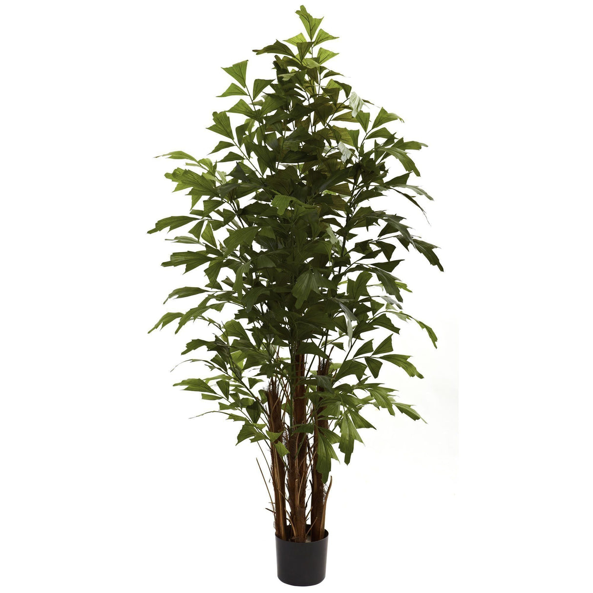 6' Fishtail Palm Tree-Parc Decor