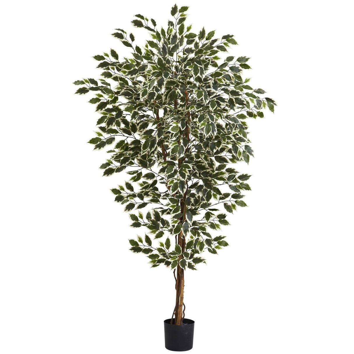 6' Hawaiian Ficus Tree-Parc Decor