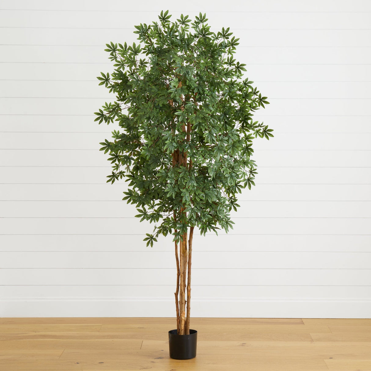 6' Japanese Maple Silk Tree-Parc Decor