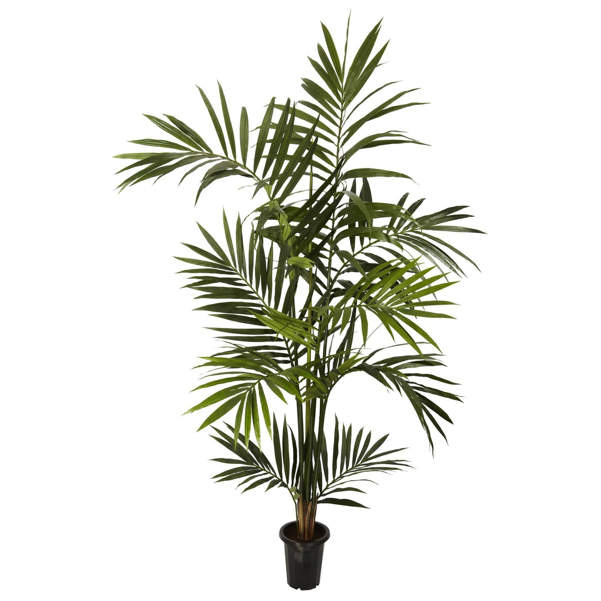 6' Kenitia Palm Silk Tree-Parc Decor