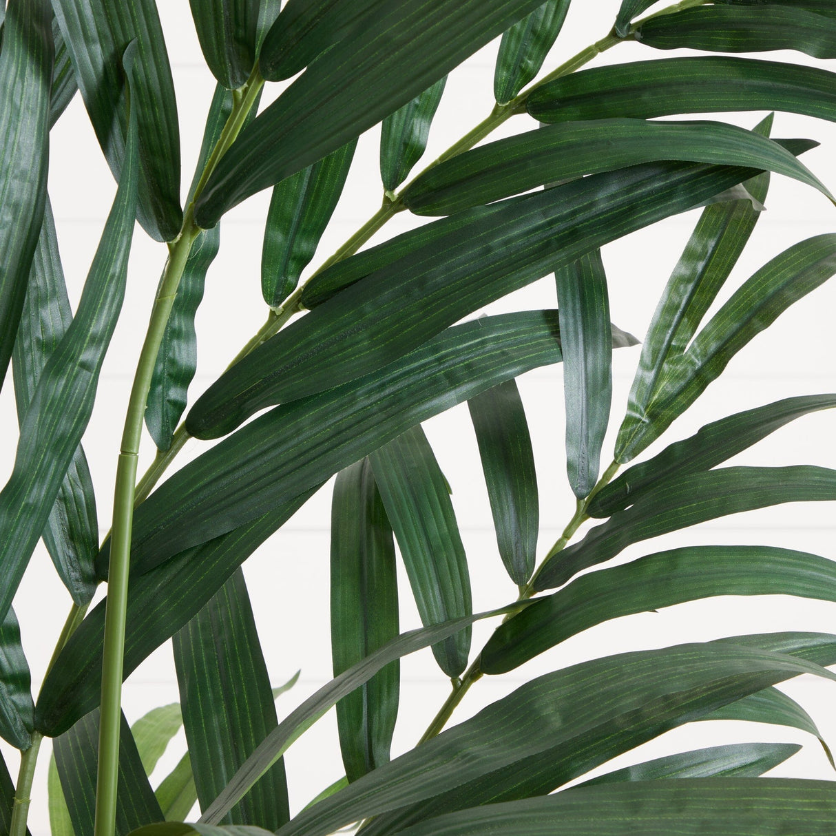 6’ Kentia Palm Tree-Parc Decor