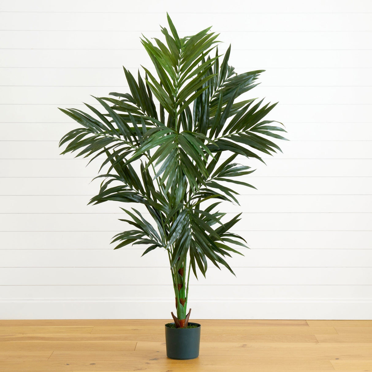 6' Kentia Silk Tree-Parc Decor