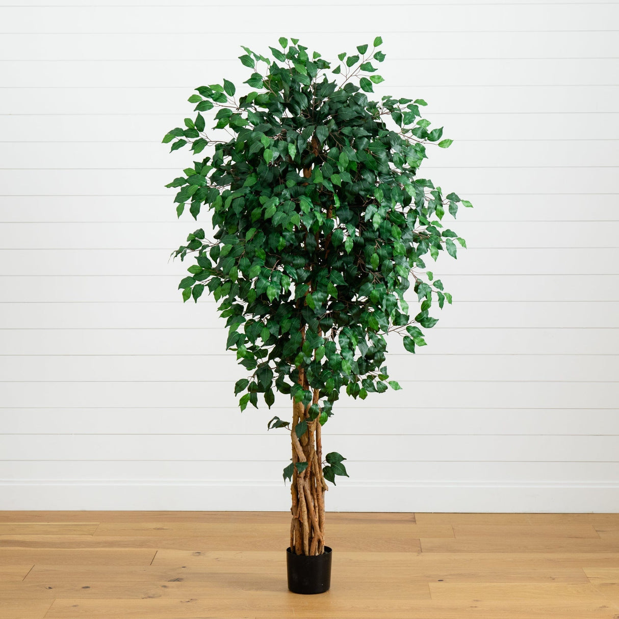 6' Palace Style Ficus Silk Tree-Parc Decor