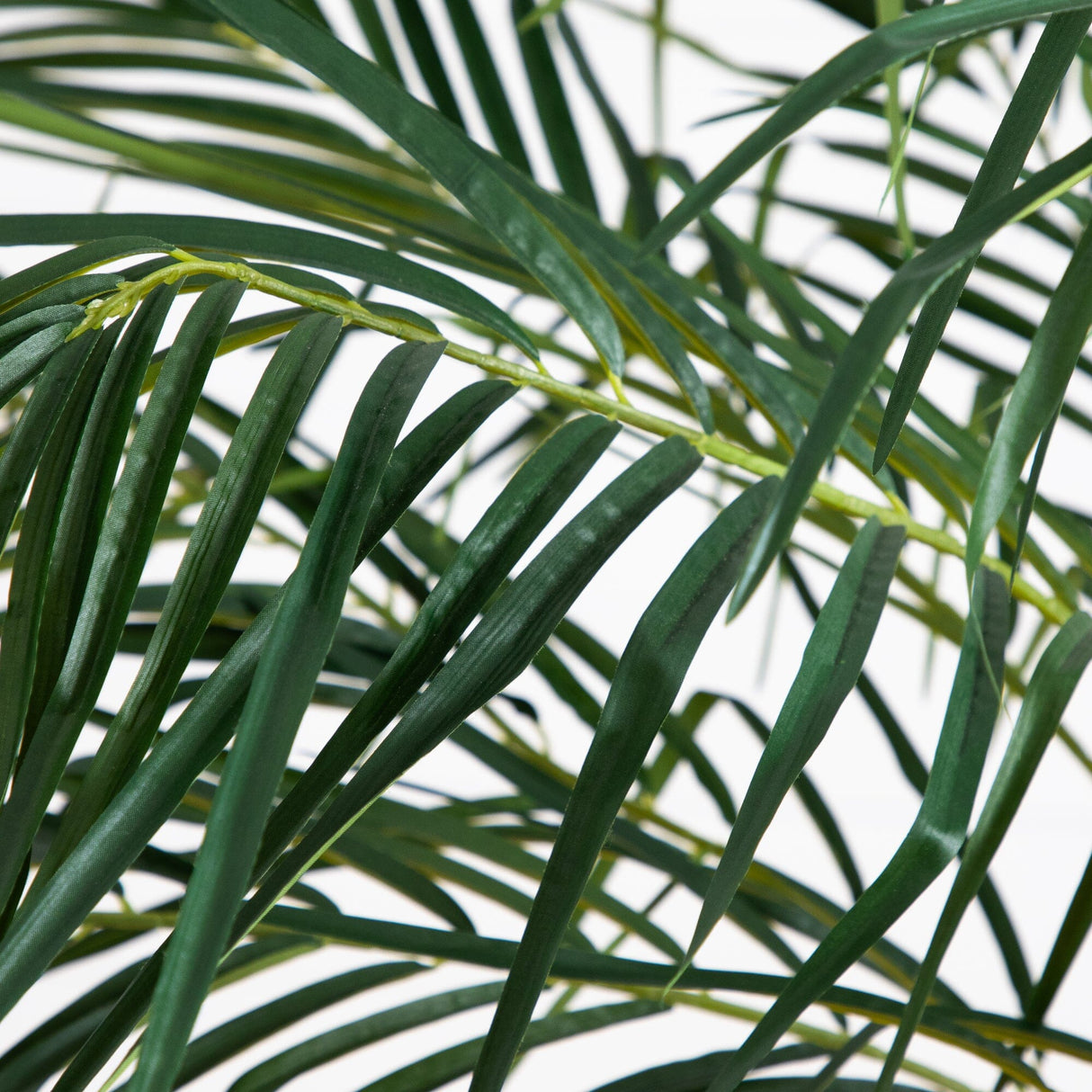 6’ Robellini Palm Tree-Parc Decor