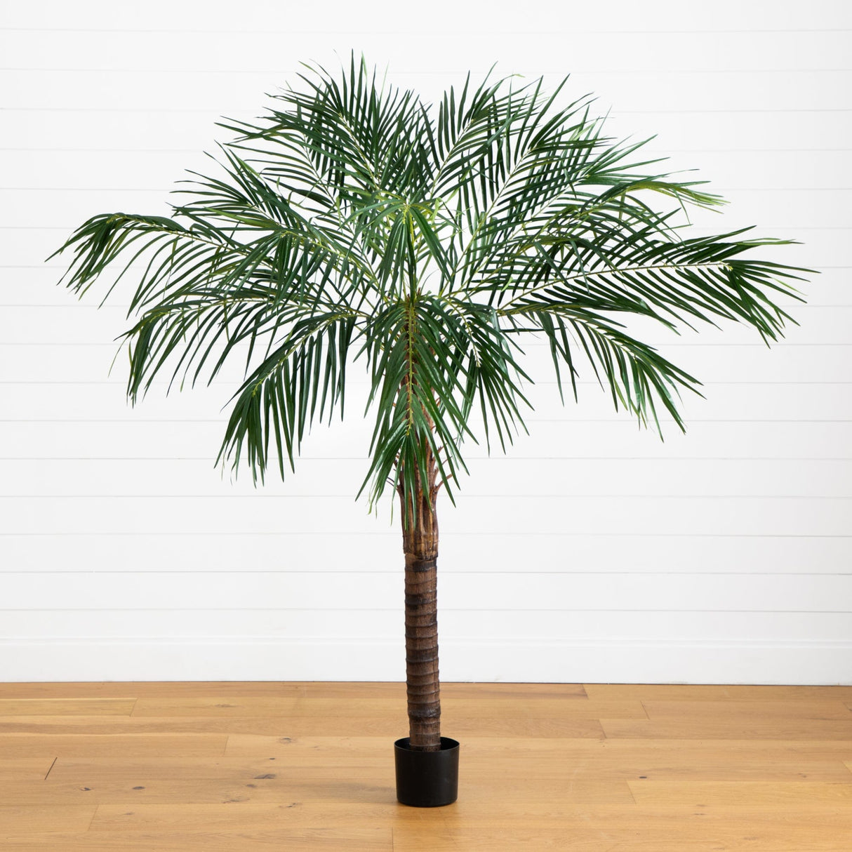 6’ Robellini Palm Tree-Parc Decor