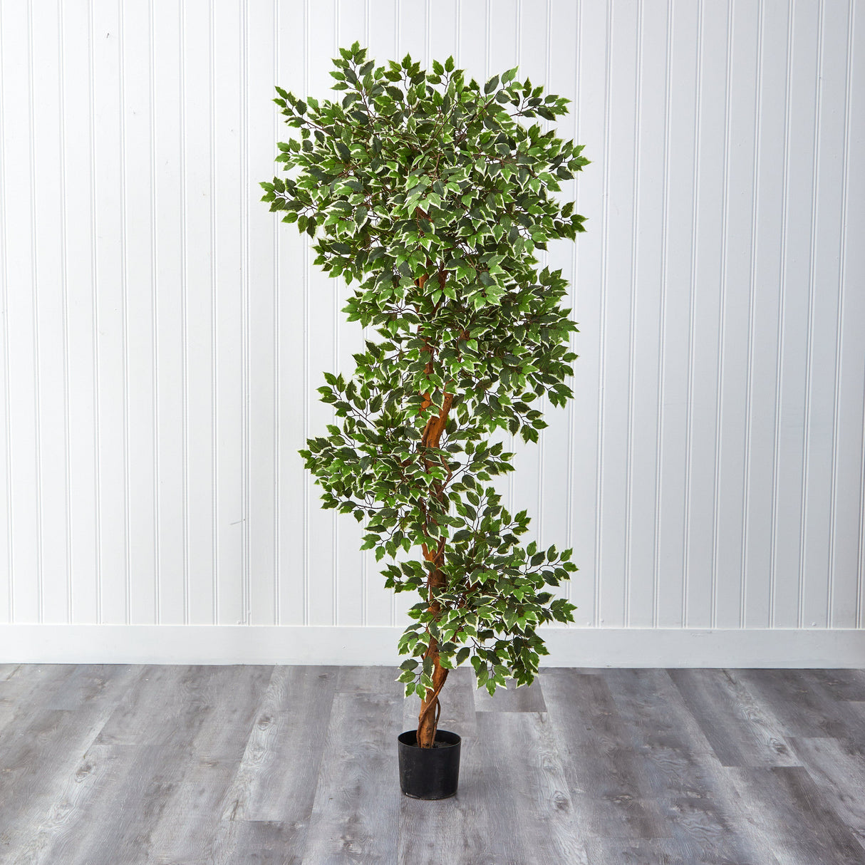 6’ Variegated Ficus Tree-Parc Decor