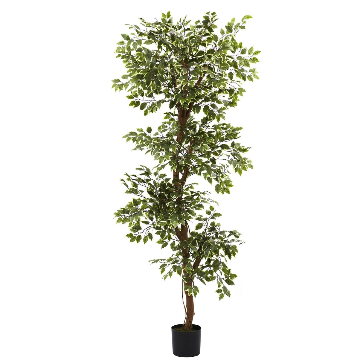 6’ Variegated Ficus Tree-Parc Decor