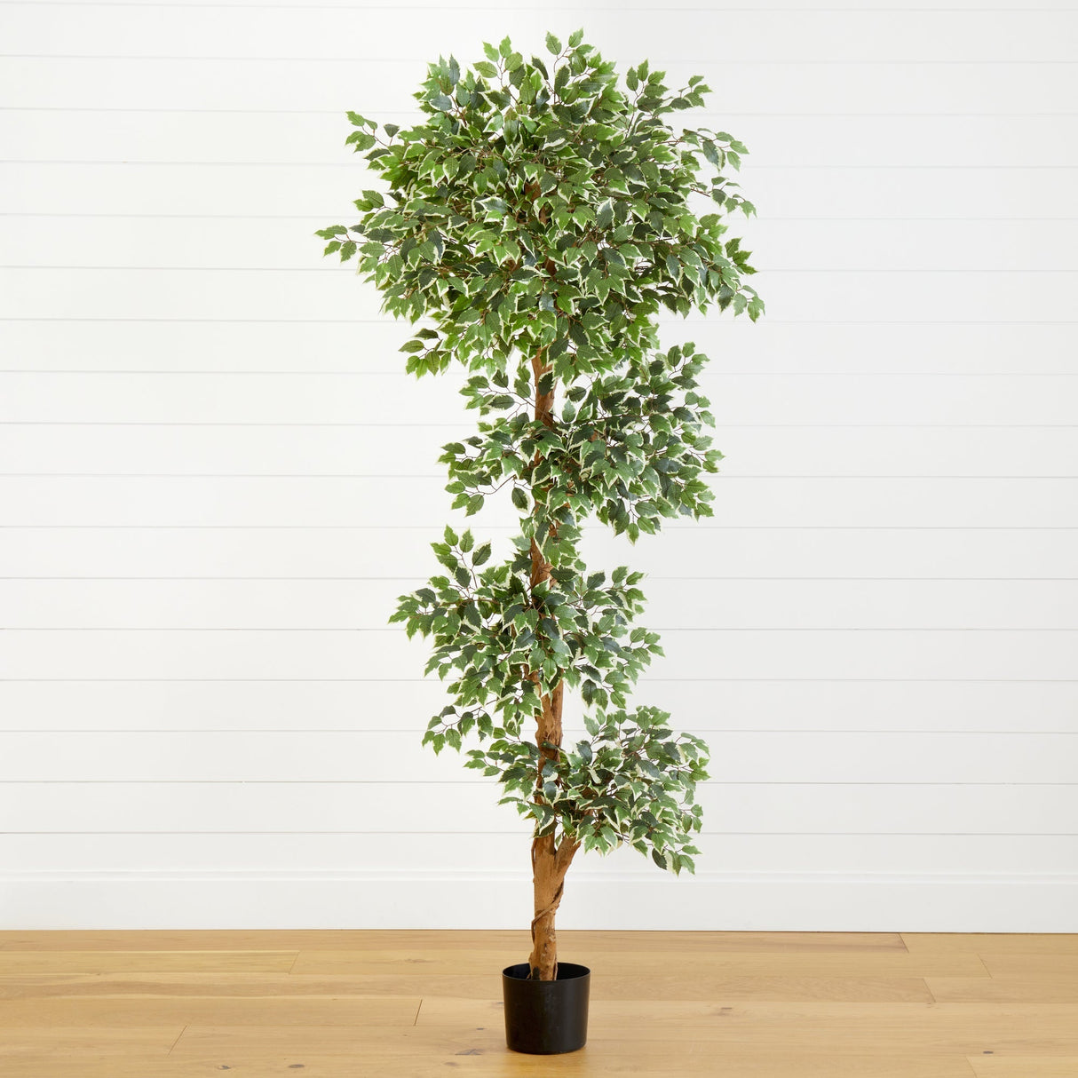6’ Variegated Ficus Tree-Parc Decor