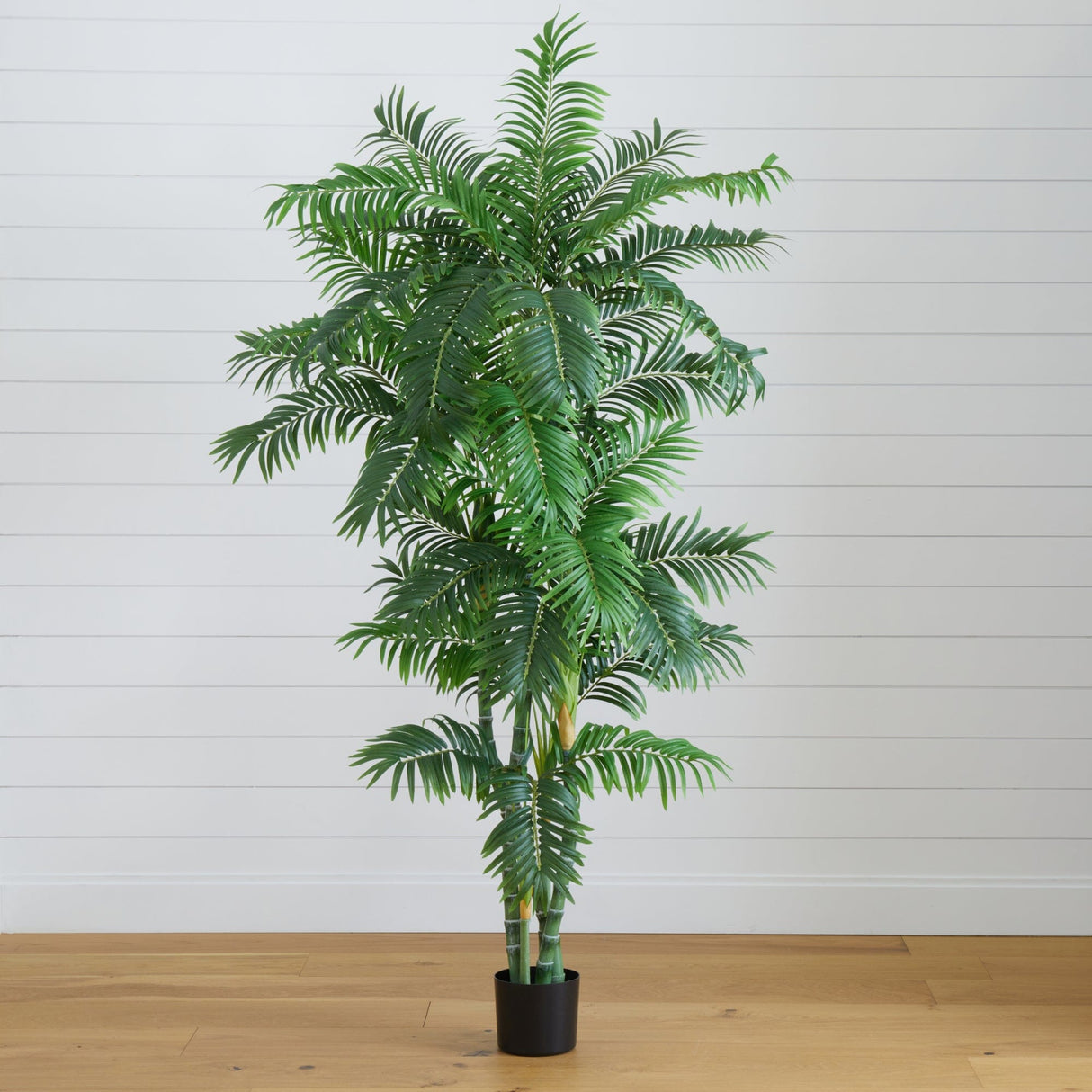 6’ Curvy Parlor Palm Silk Tree-Tree-Parc Decor