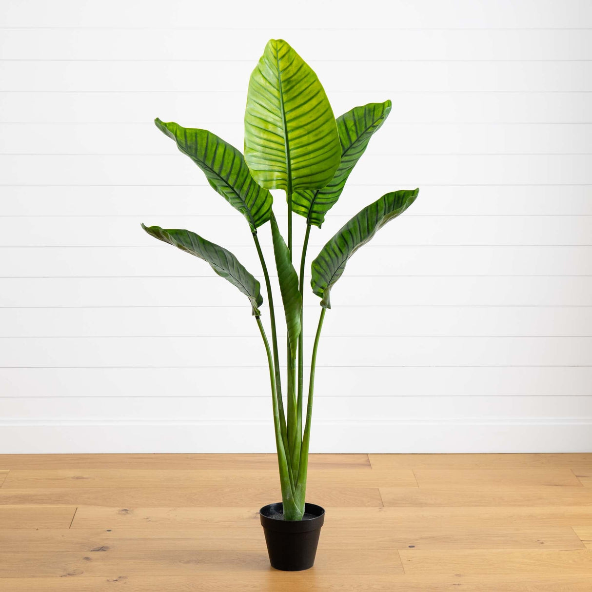 64” Travelers Palm Tree UV Resistant (Indoor/Outdoor)-Parc Decor