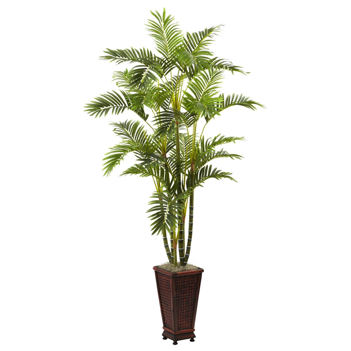 6.5’ Areca w/Decorative Planter-Parc Decor